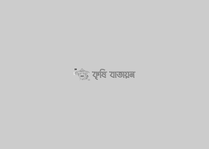 ড্রাগন ফল চাষাবাদ পদ্ধতি। ড্রাগন ফলের গুরুত্ব ও পুষ্টিগুণ